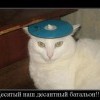 кот