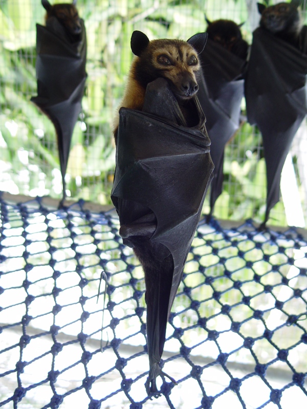 Мы здесь взе збагойны