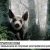 Свинячий грипп и до панд добрался=) Свинячий грипп и до панд добрался=)