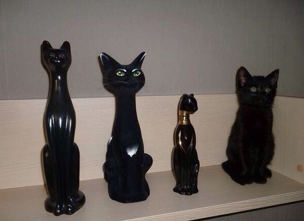Коллекция котов