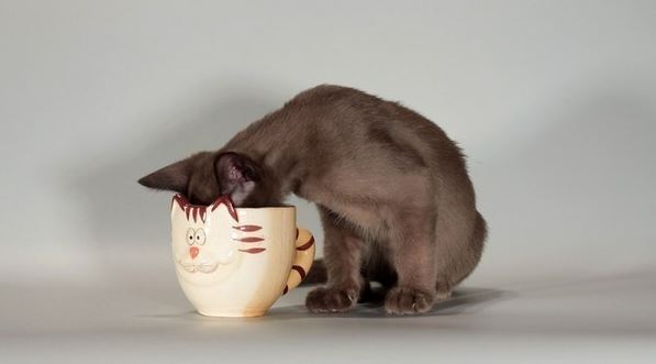 Кошкина кружка