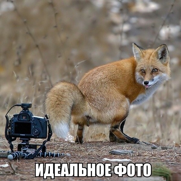 идеальное фото!!!