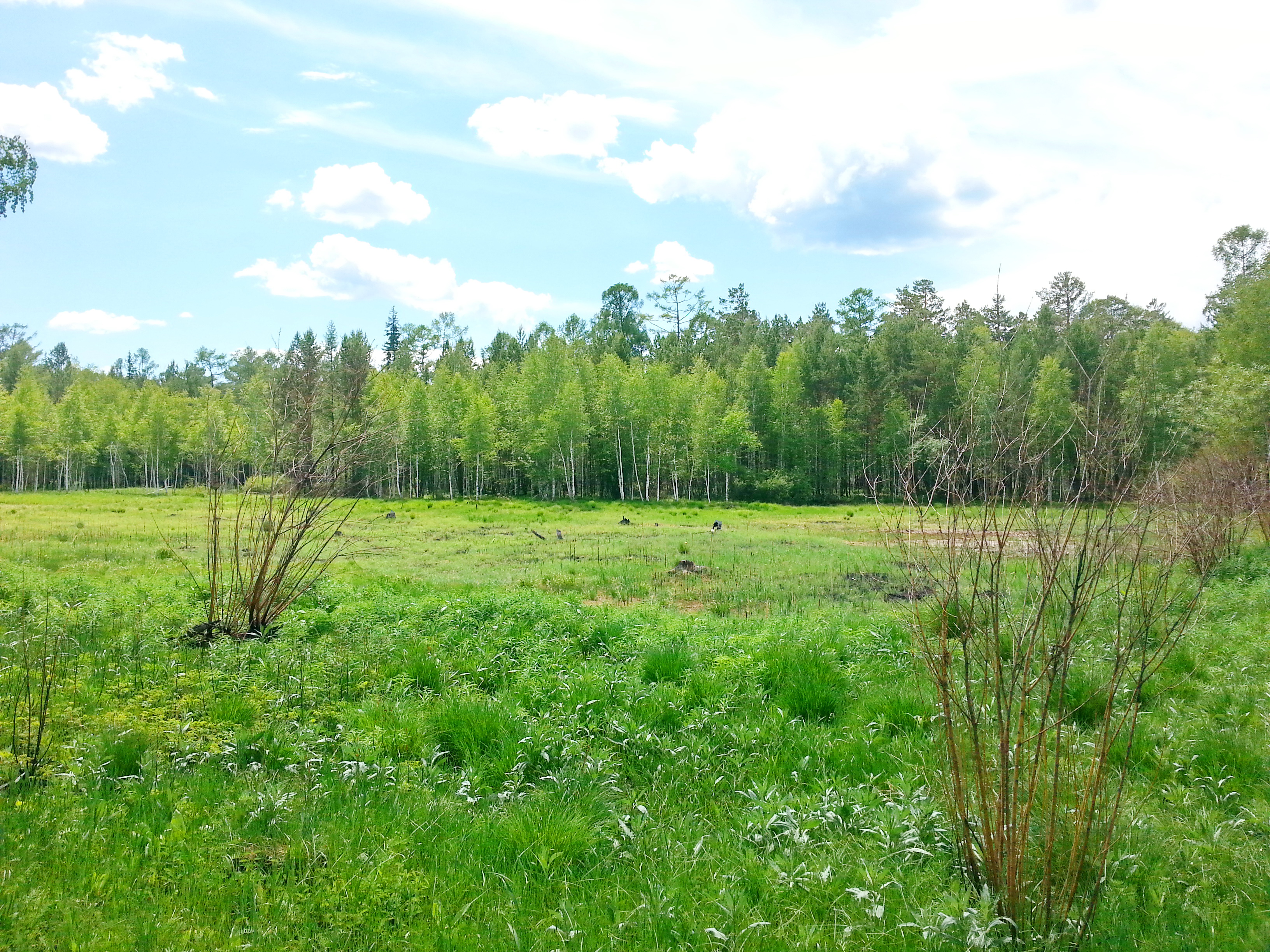 лесог за водохранкой)))))