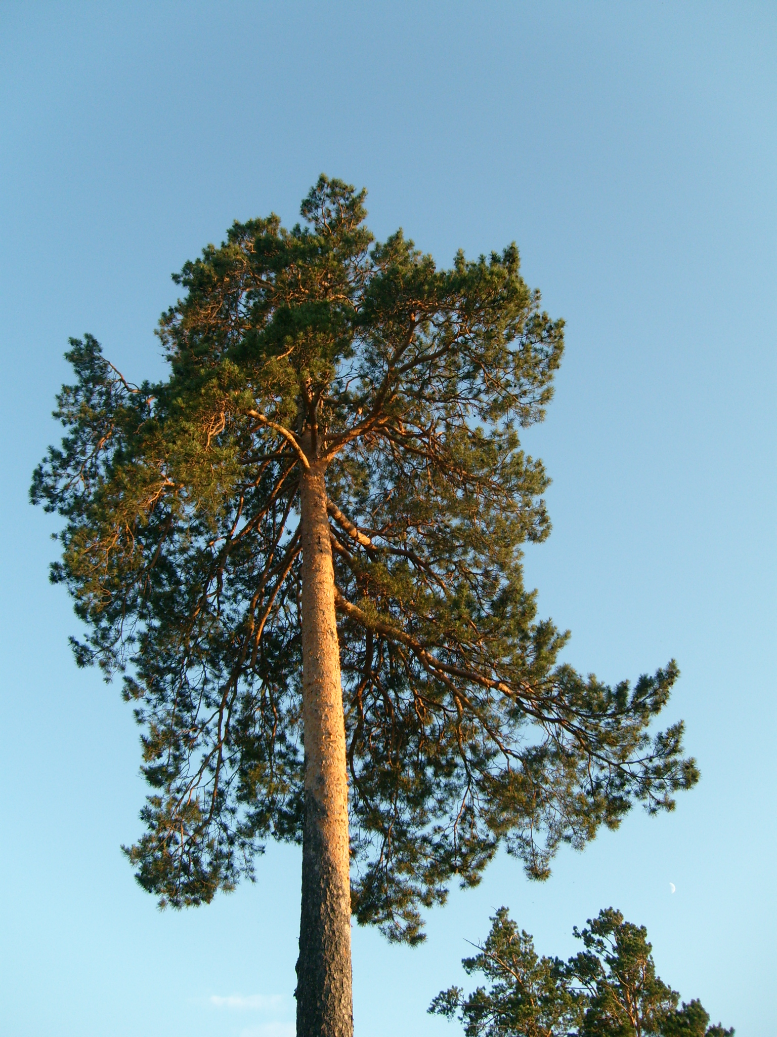 Сосна, небо.