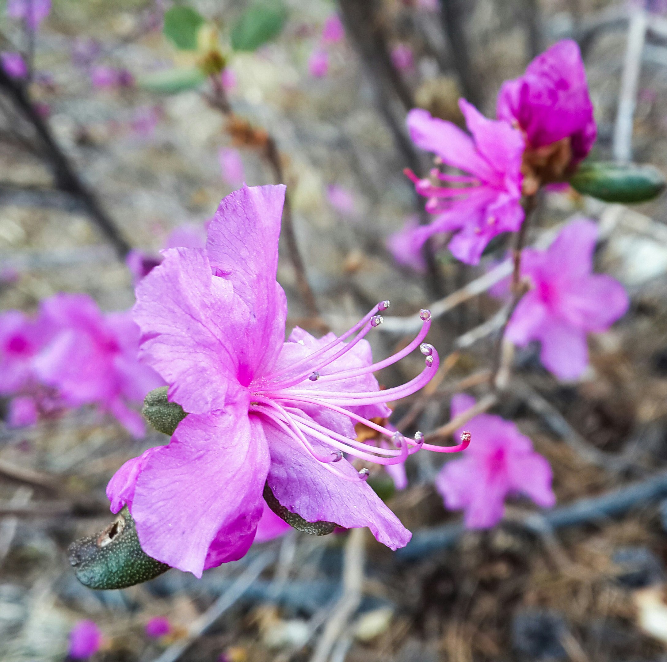 Багульника цвет