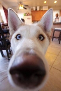 сабаканос))))))