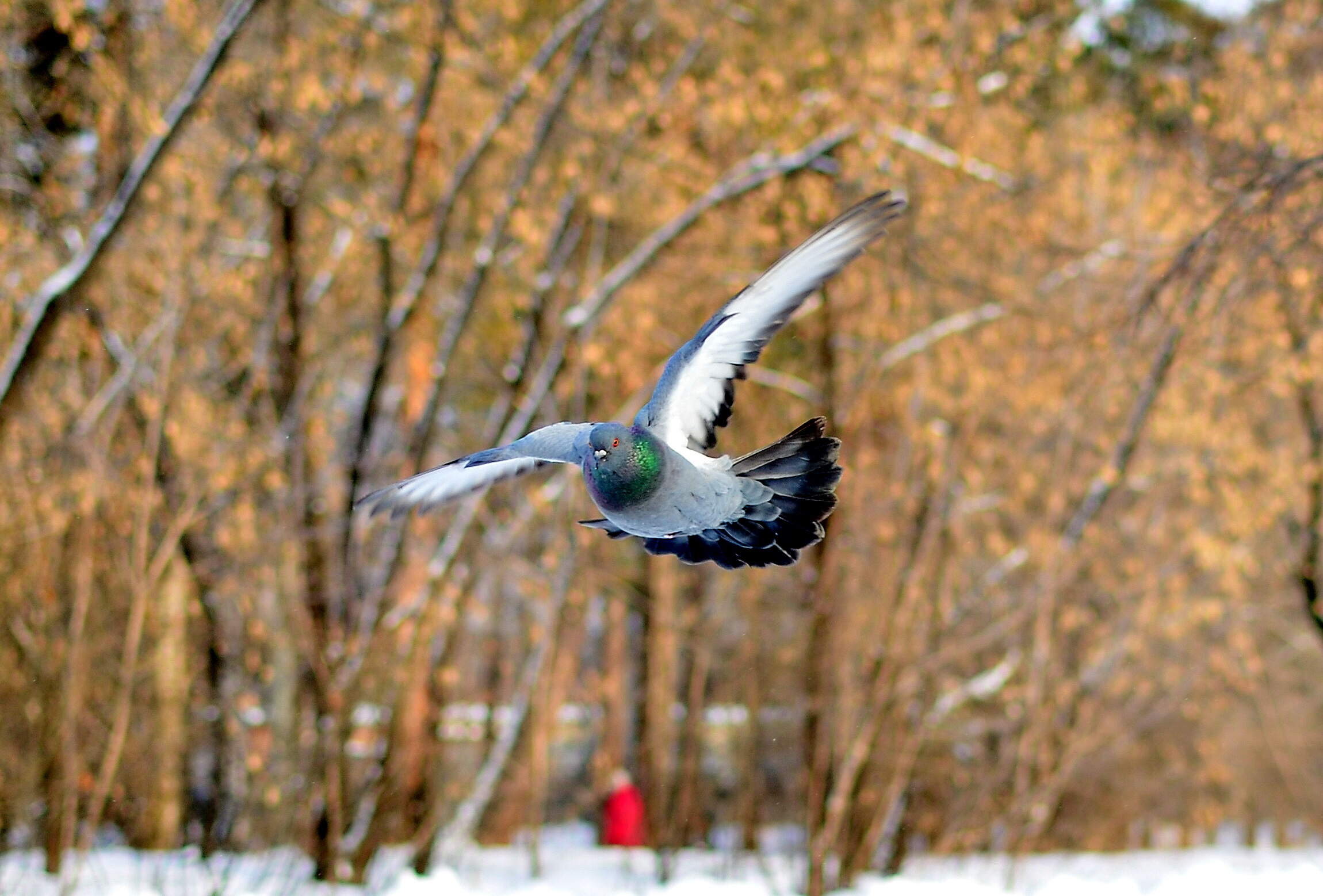 Квадрокоптер в ангарске