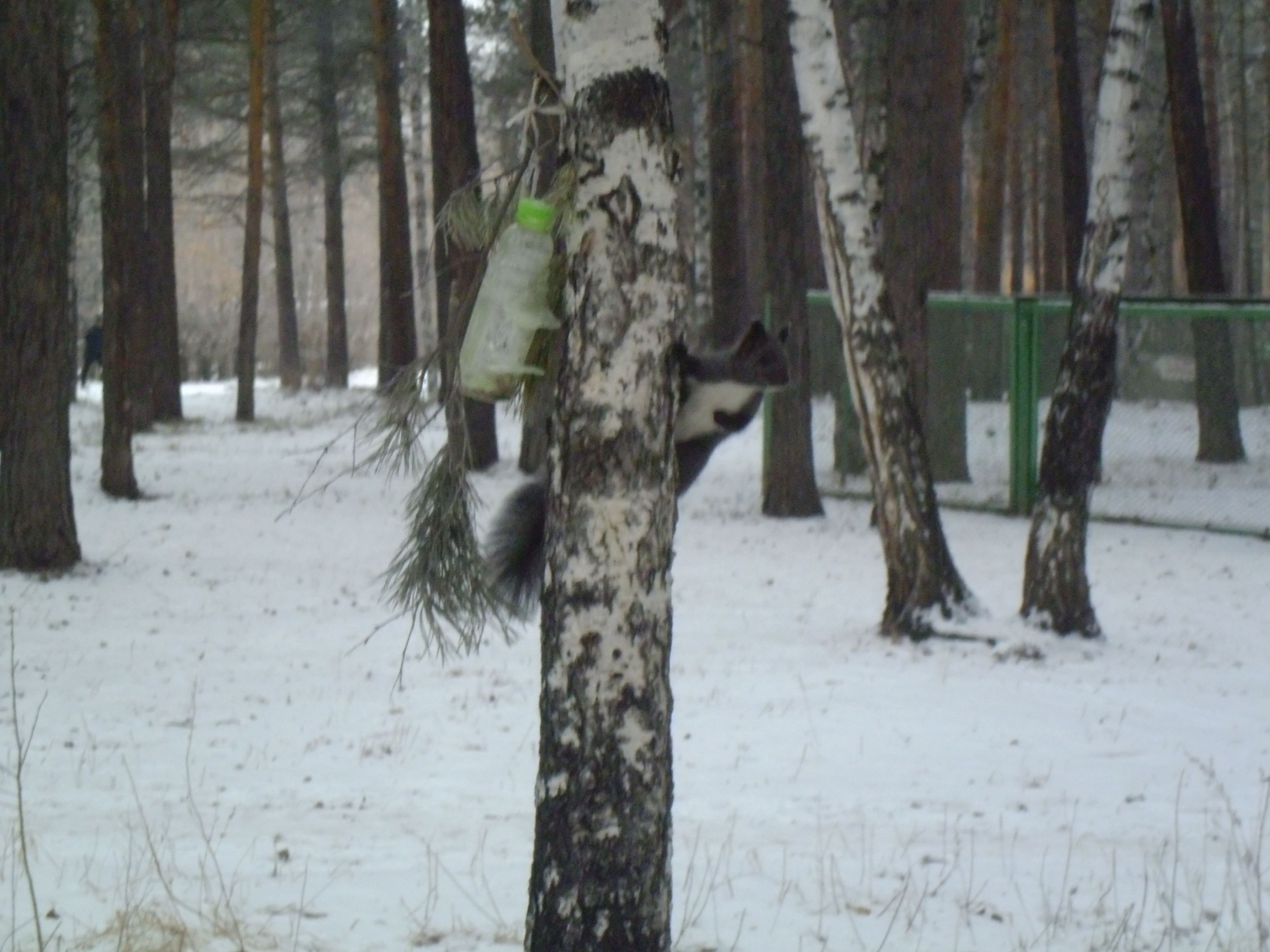 Белочка в 11 мкр.