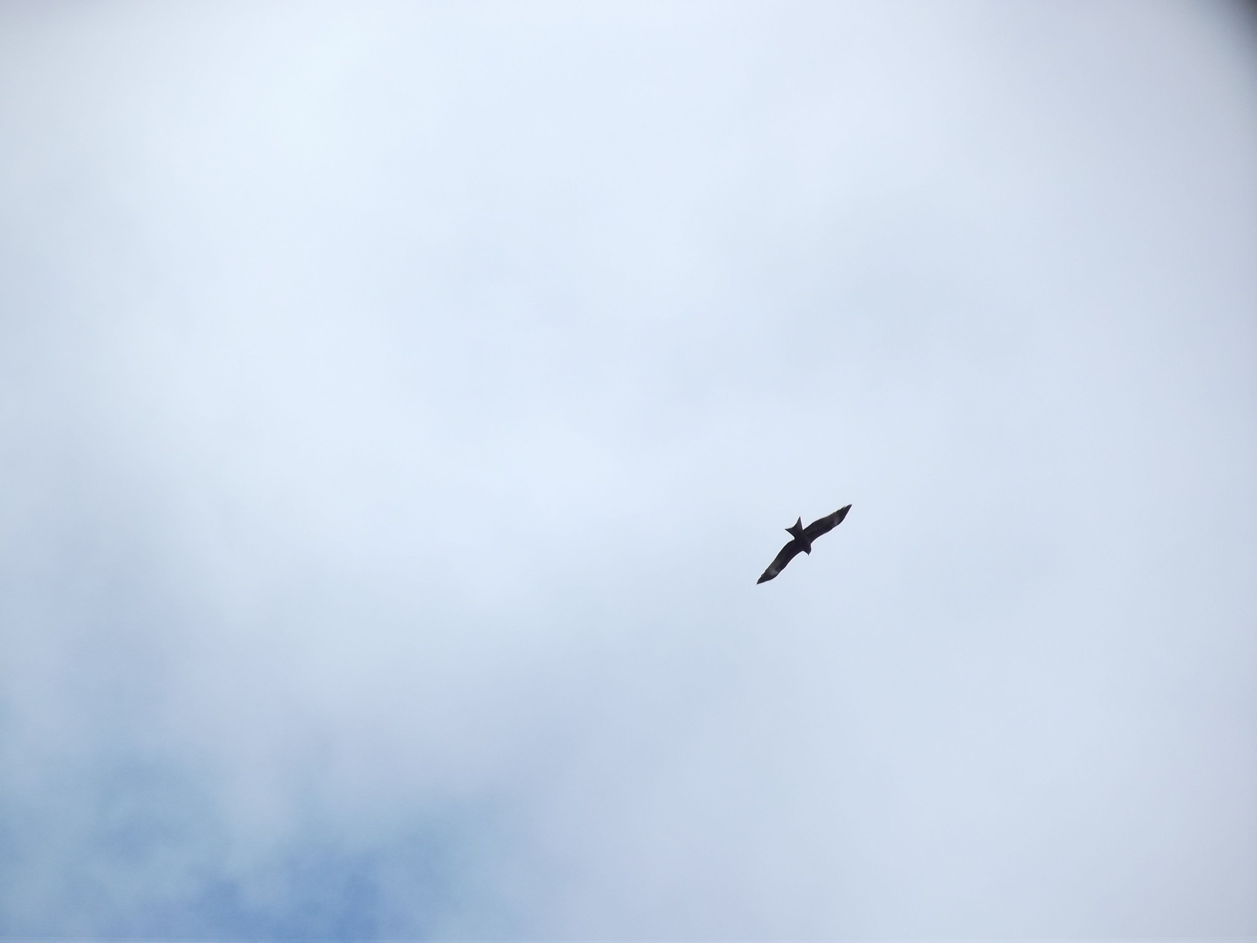 Хищнопарящий птиц