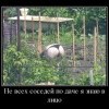Соседи по даче