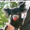 Намордник