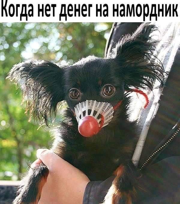 Намордник