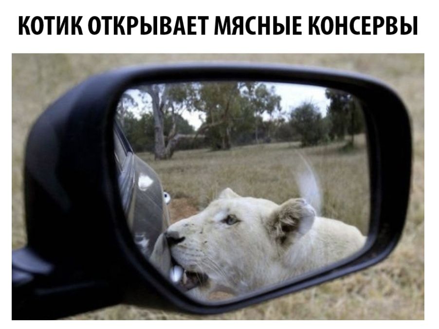 котег аткрываит мясакансервы)))))))