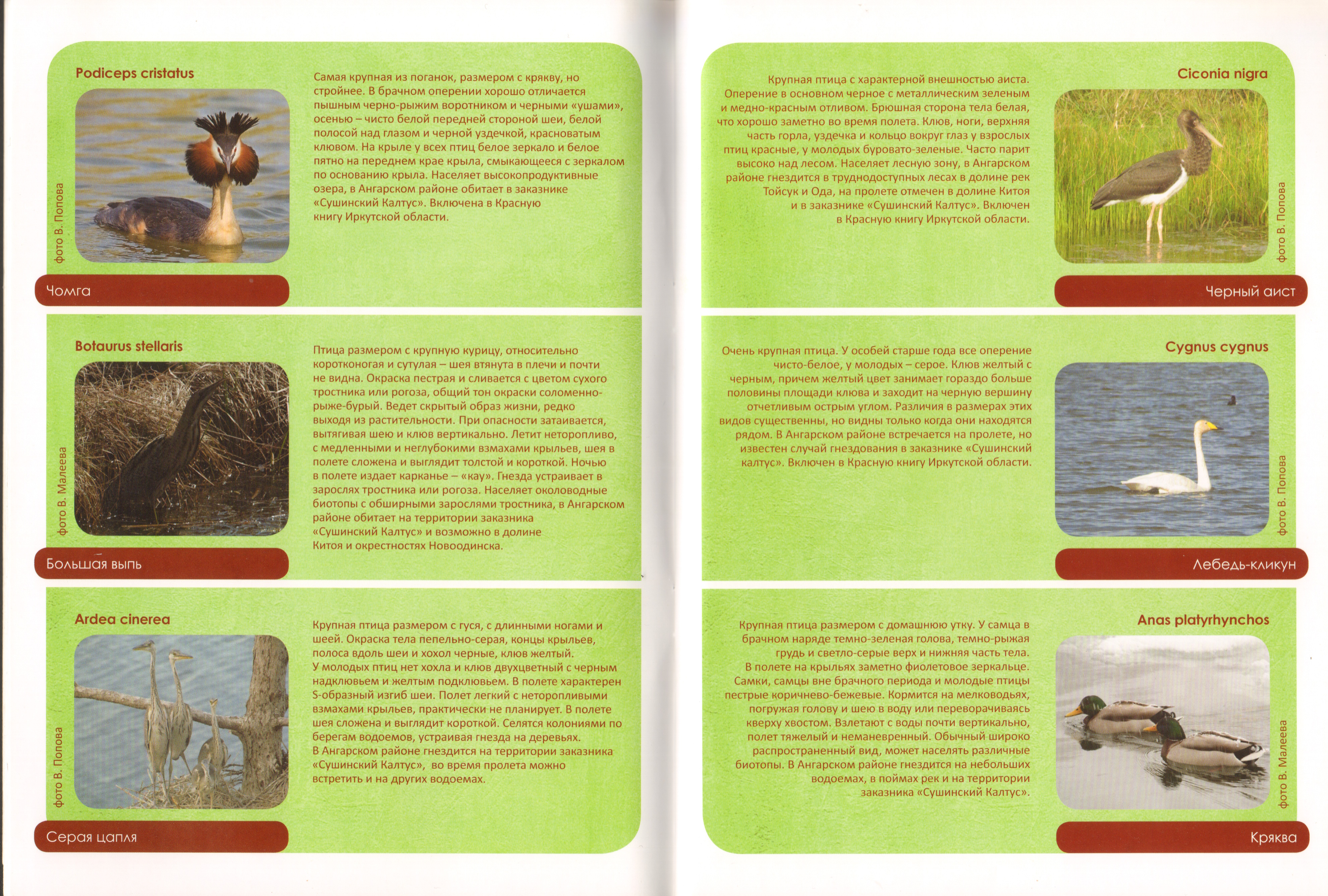 Животный мир Ангарского района 06