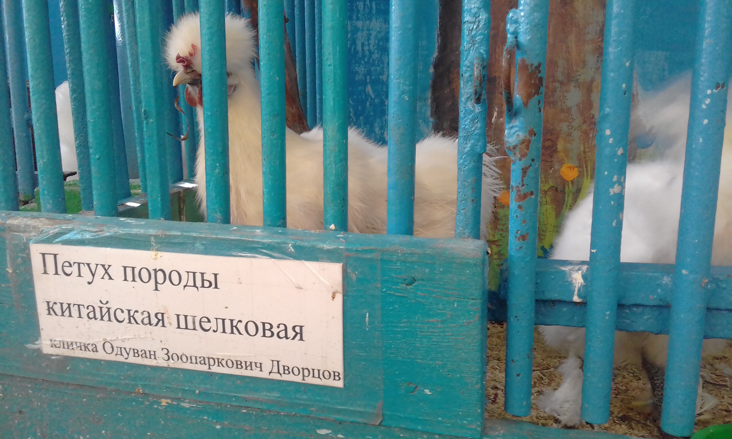 )))