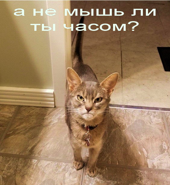 а не мыш ли ты часом)))))))