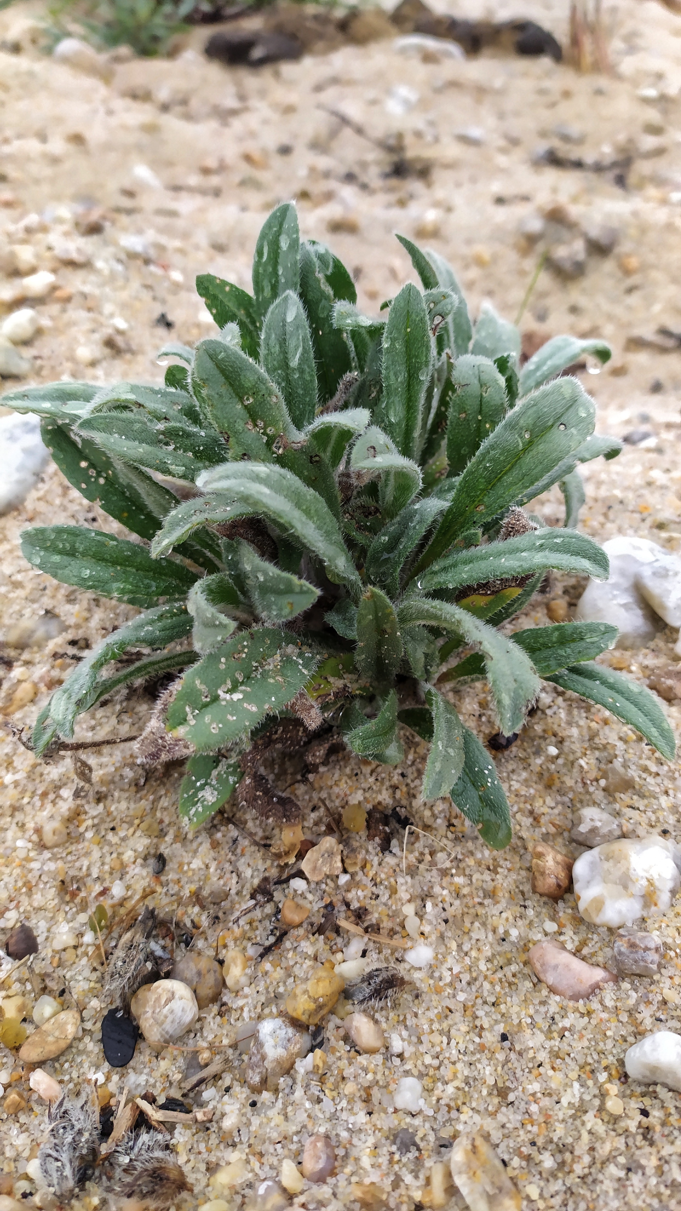 Черепоплодник почтишерстистый