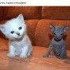 Снежок и Кошмарик Снежок и Кошмарик
