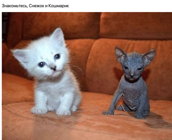 Снежок и Кошмарик