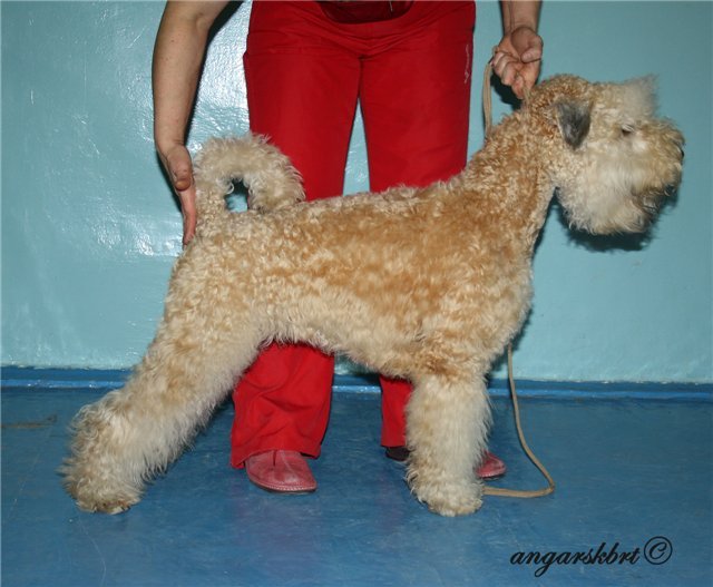 ВНИМАНИЕ!    ПОТЕРЯЛАСЬ СОБАКА, ВОЗНАГРАЖДЕНИЕ ГАРАНТИРОВАНО  8-902-5-147-106  8-902-7-648-948  55-33-56	