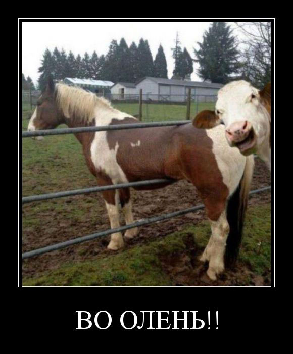 Во олень