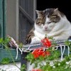 Кот пенсионер