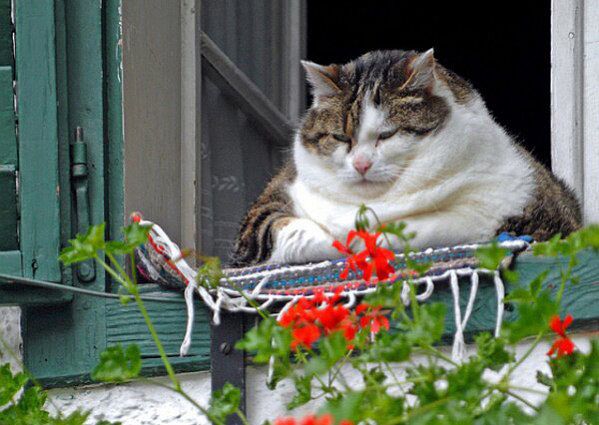 Кот пенсионер