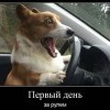 Первый день за рулем