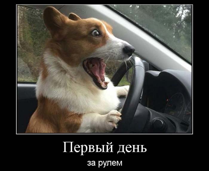 Первый день за рулем