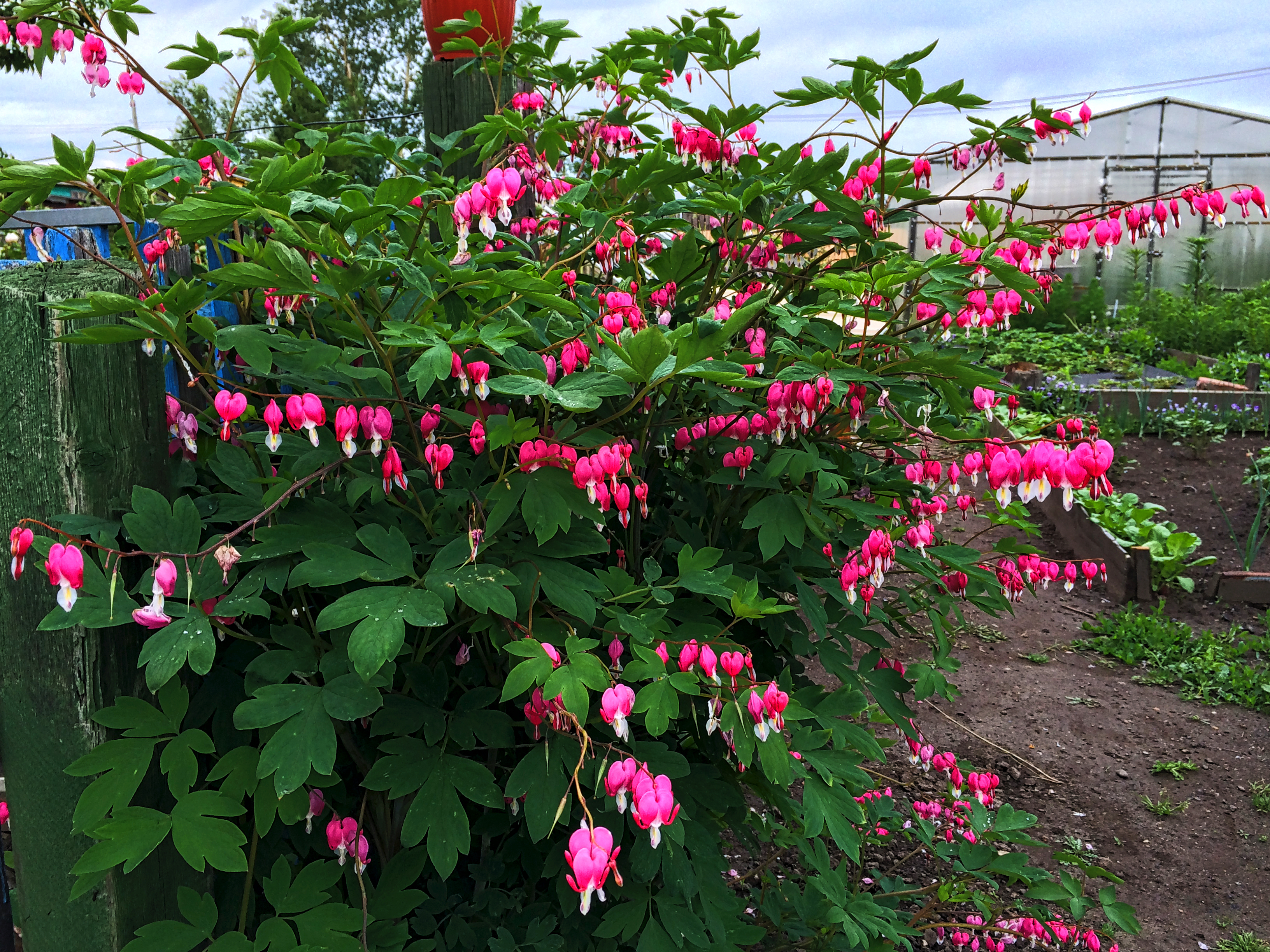 Разбитое сердце