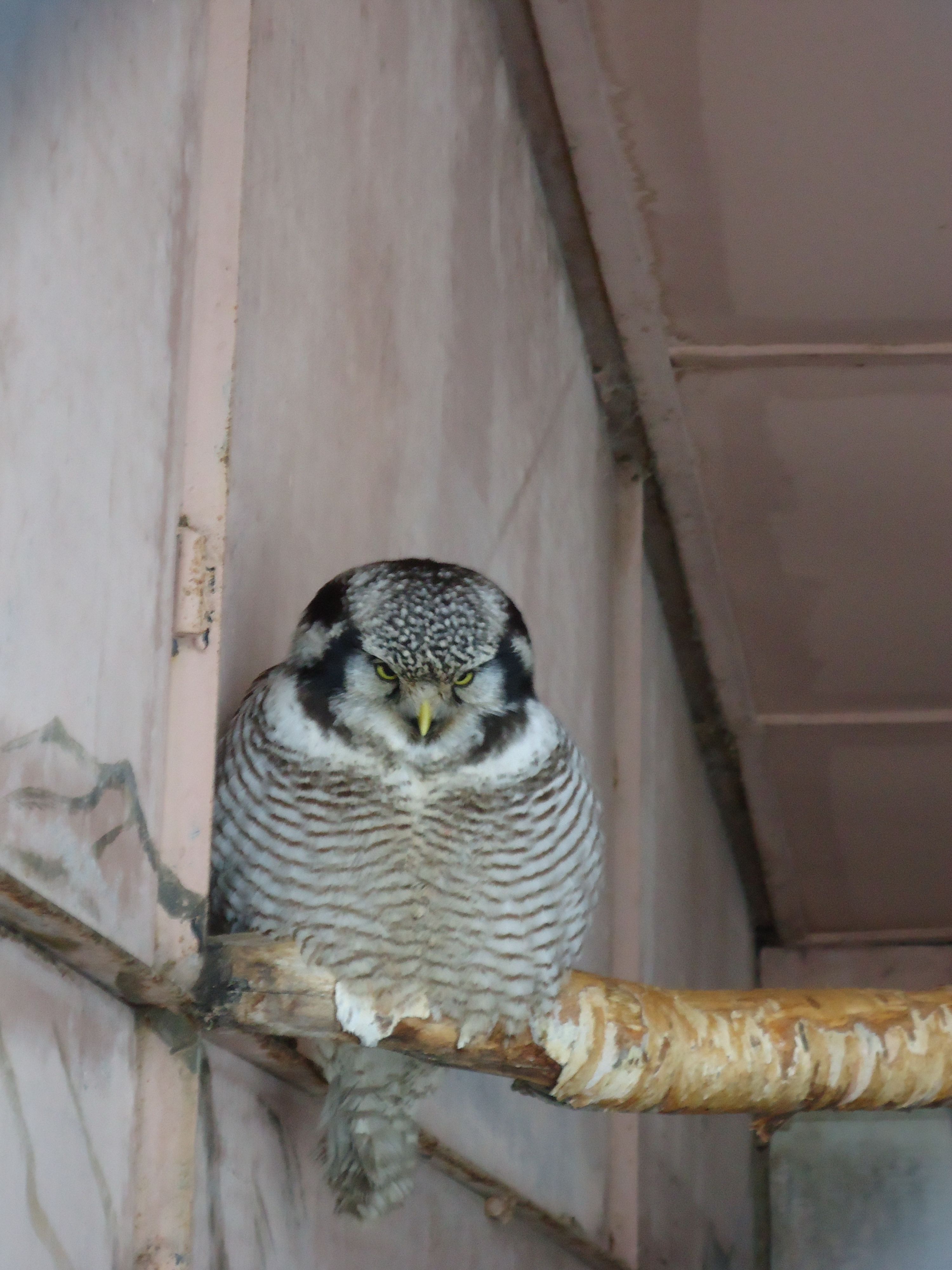 Сова ястребиная