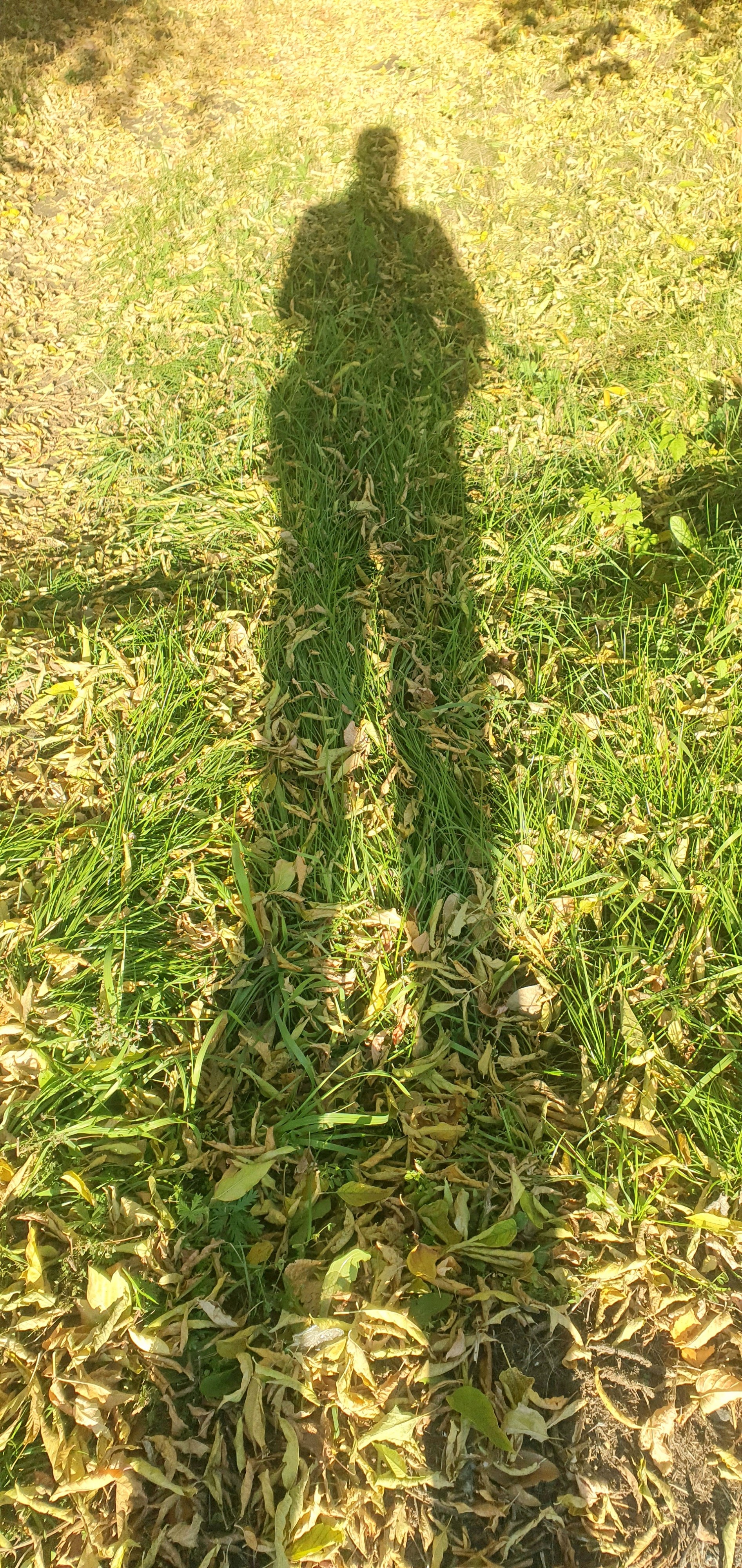 Сирёгина тень лиственноосеннедлинноногоя)))))