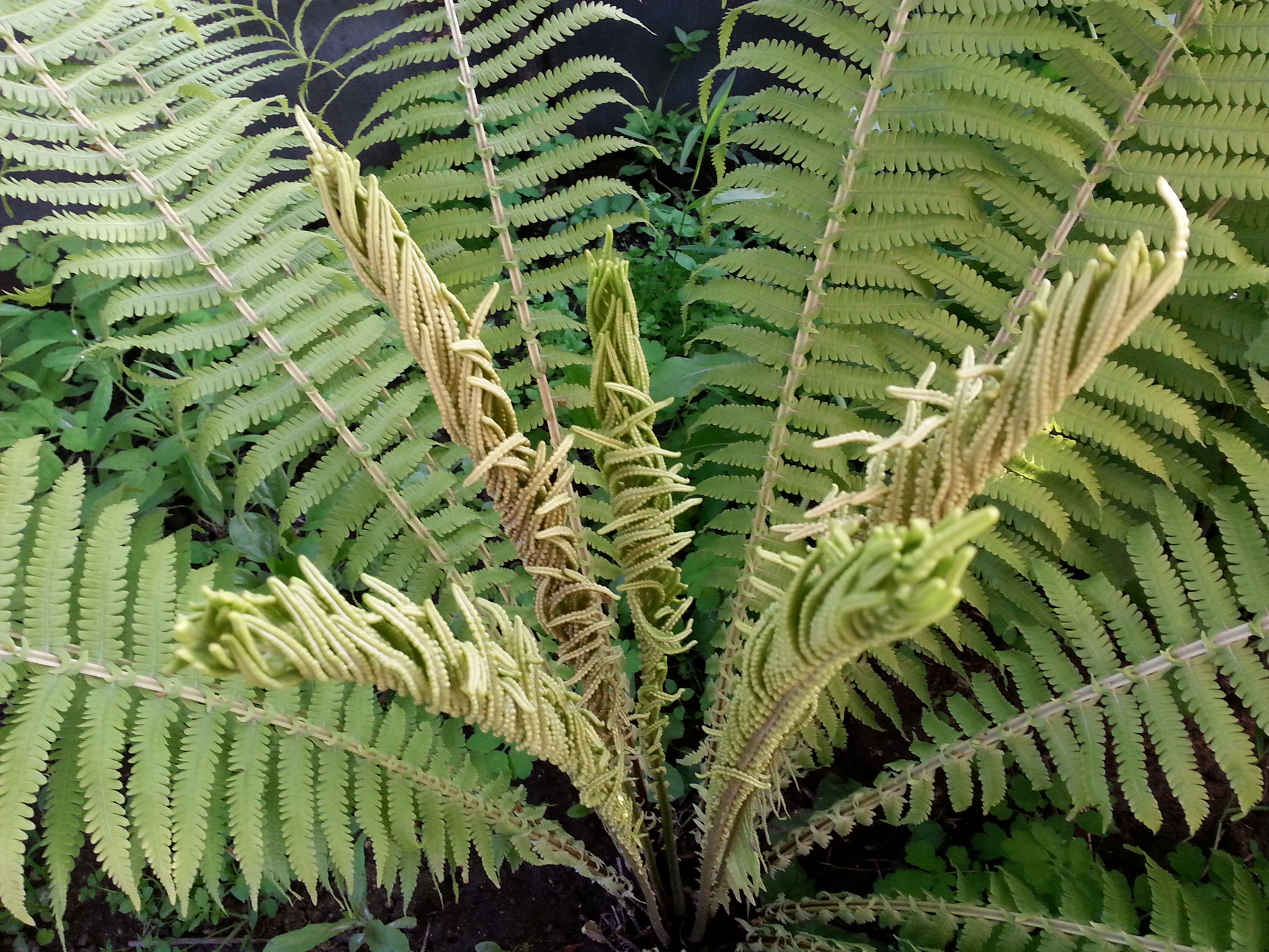 Папаратниг)))))