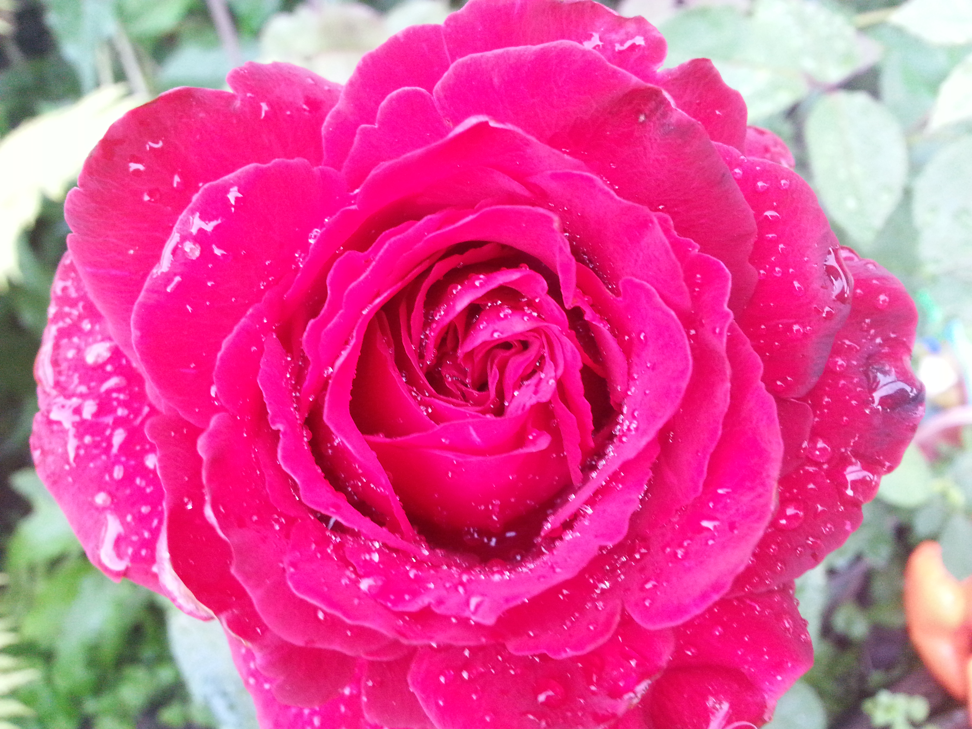 Роза после дождя))))