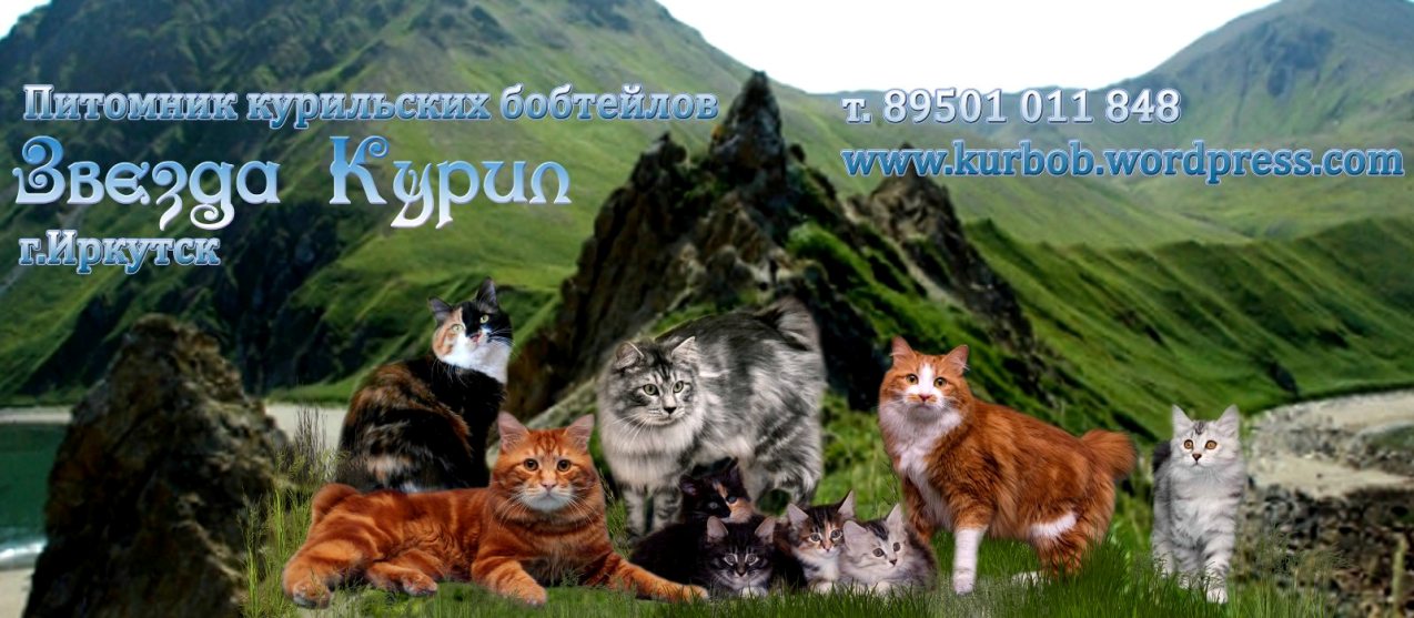 Монопородный питомник Курильских бобтейлов "Звезда Курил"