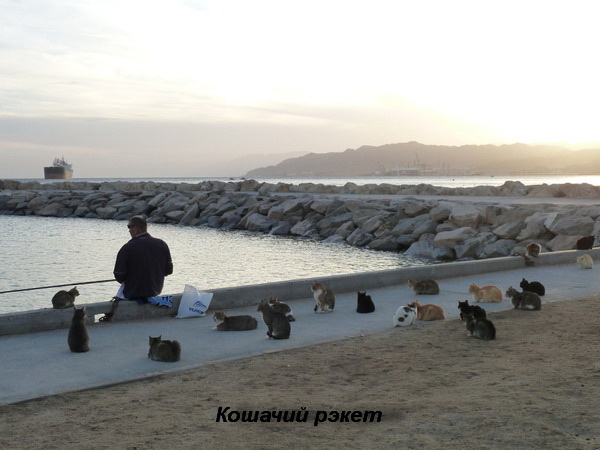 Кошачий рэкет