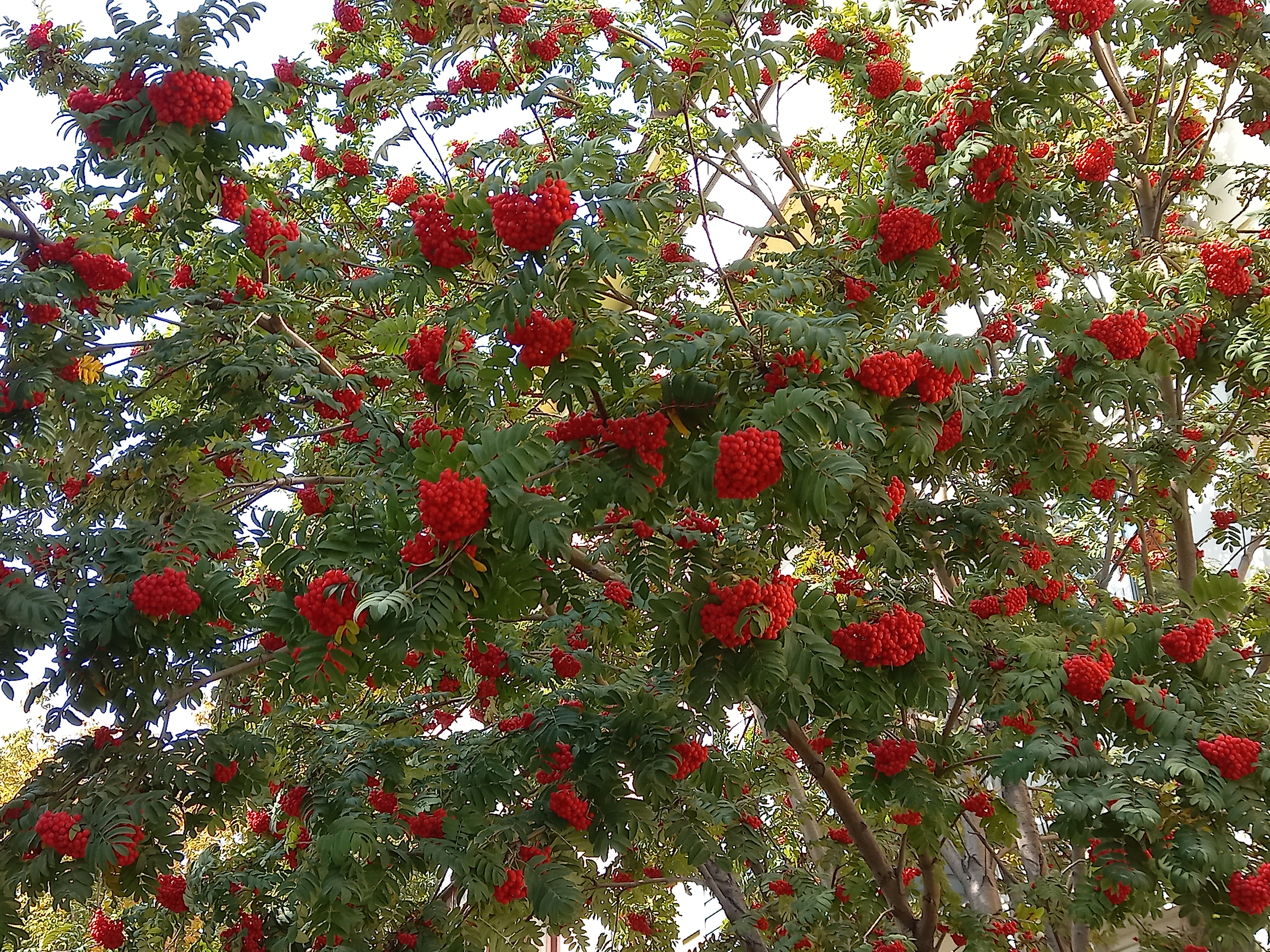 Все за бусами!