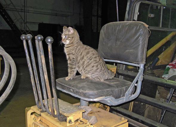 Котэ экскаваторщик