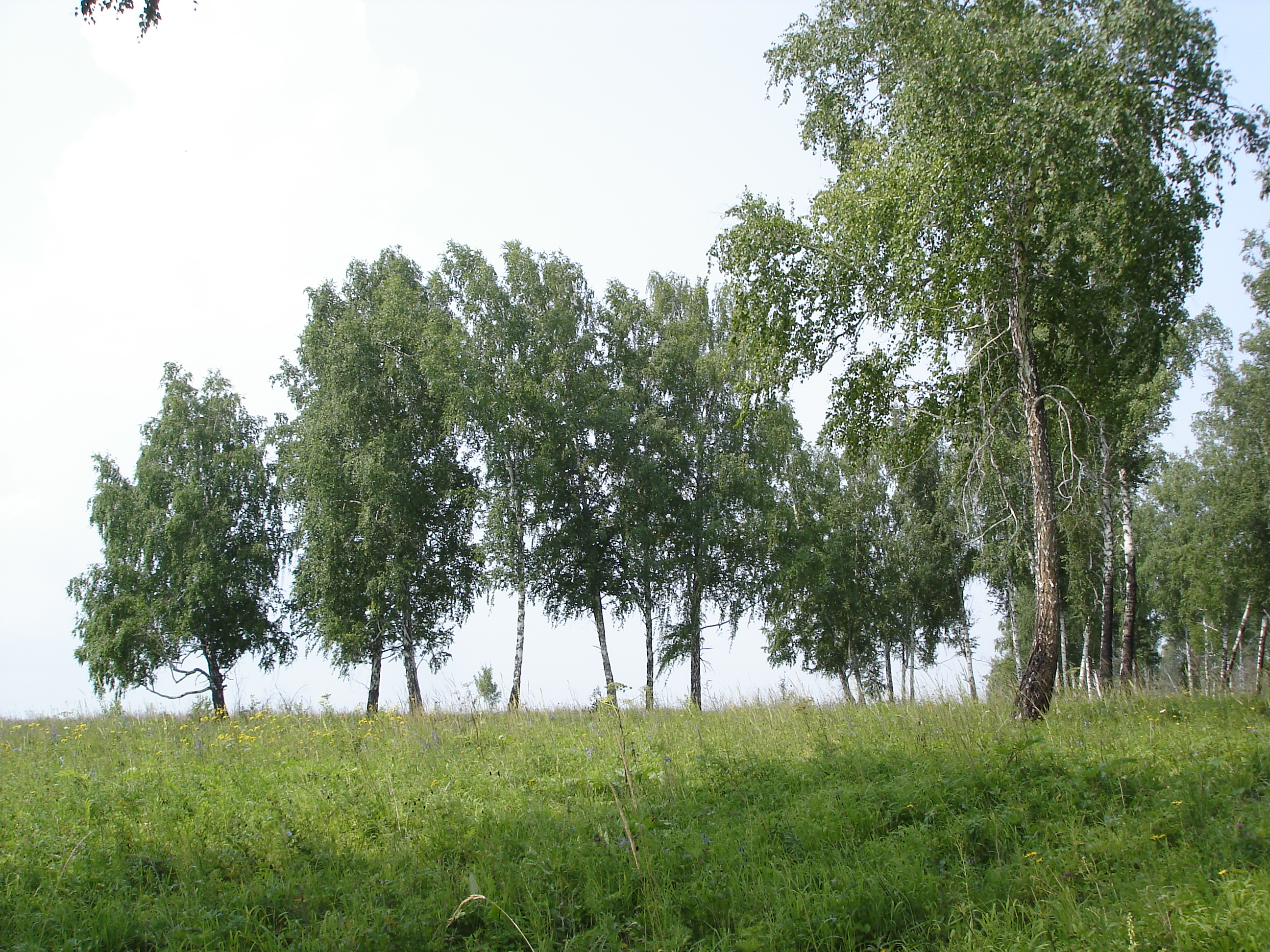 сибирь