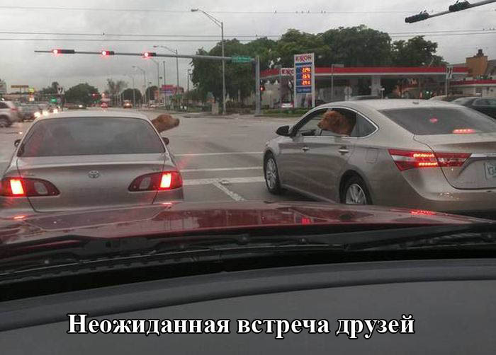 Неожиданная встреча