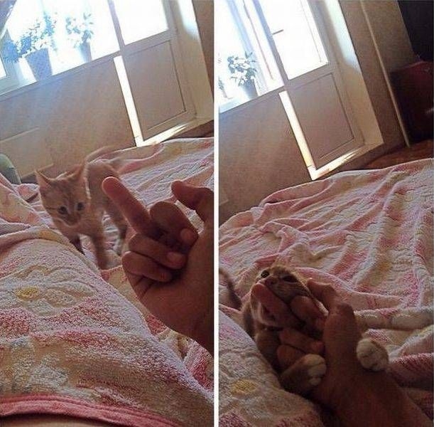 Реакция кота