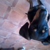 найдена собака в районе 189 квартала