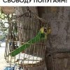 свабоду папугаям)))))))
