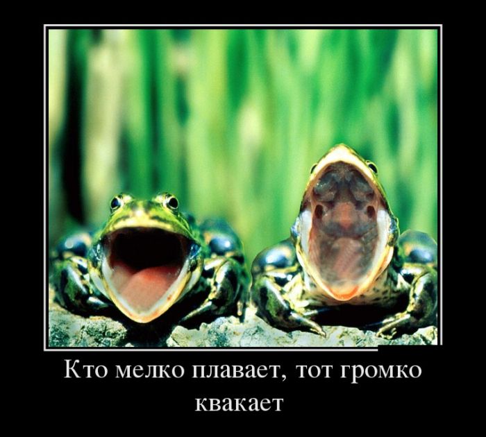 Громко квакает