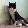 cattus cattus