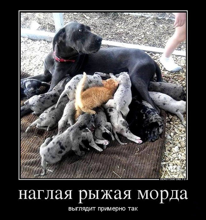 Наглая рыжая морда