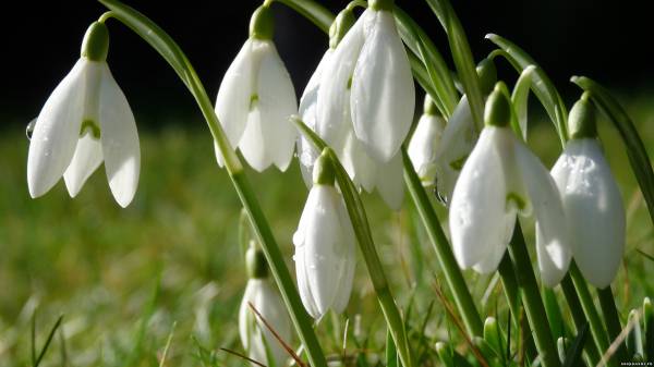 подснежники