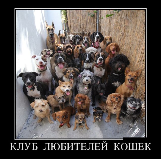 Клуб любителей