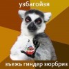 сьежь гиндер зюрбриз)))))) сьежь гиндер зюрбриз))))))