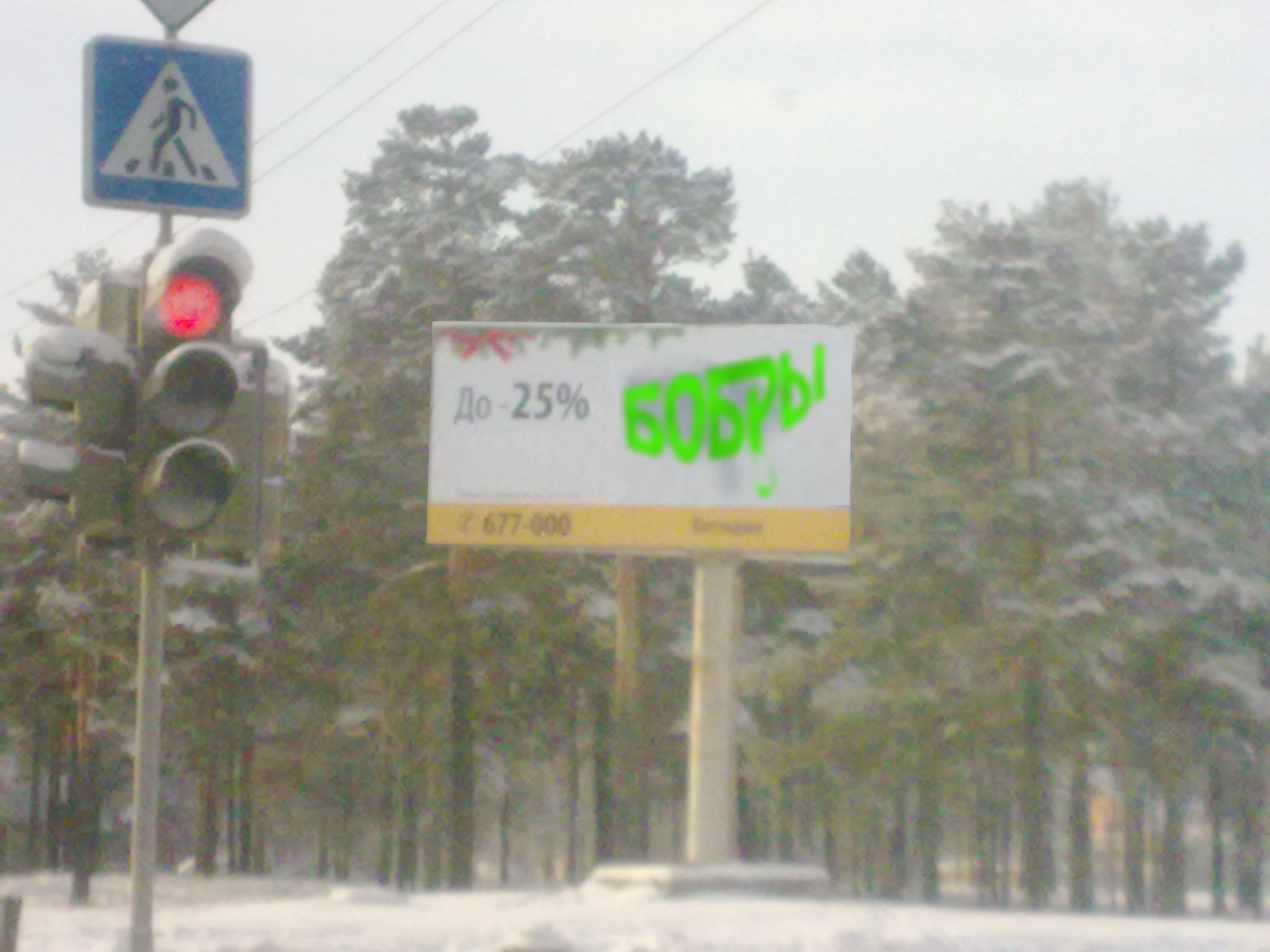 Продажа бобров со скидкой в Ангарске